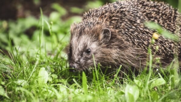 新冠后咳嗽抗生素优先顺序表 - deepak.icu