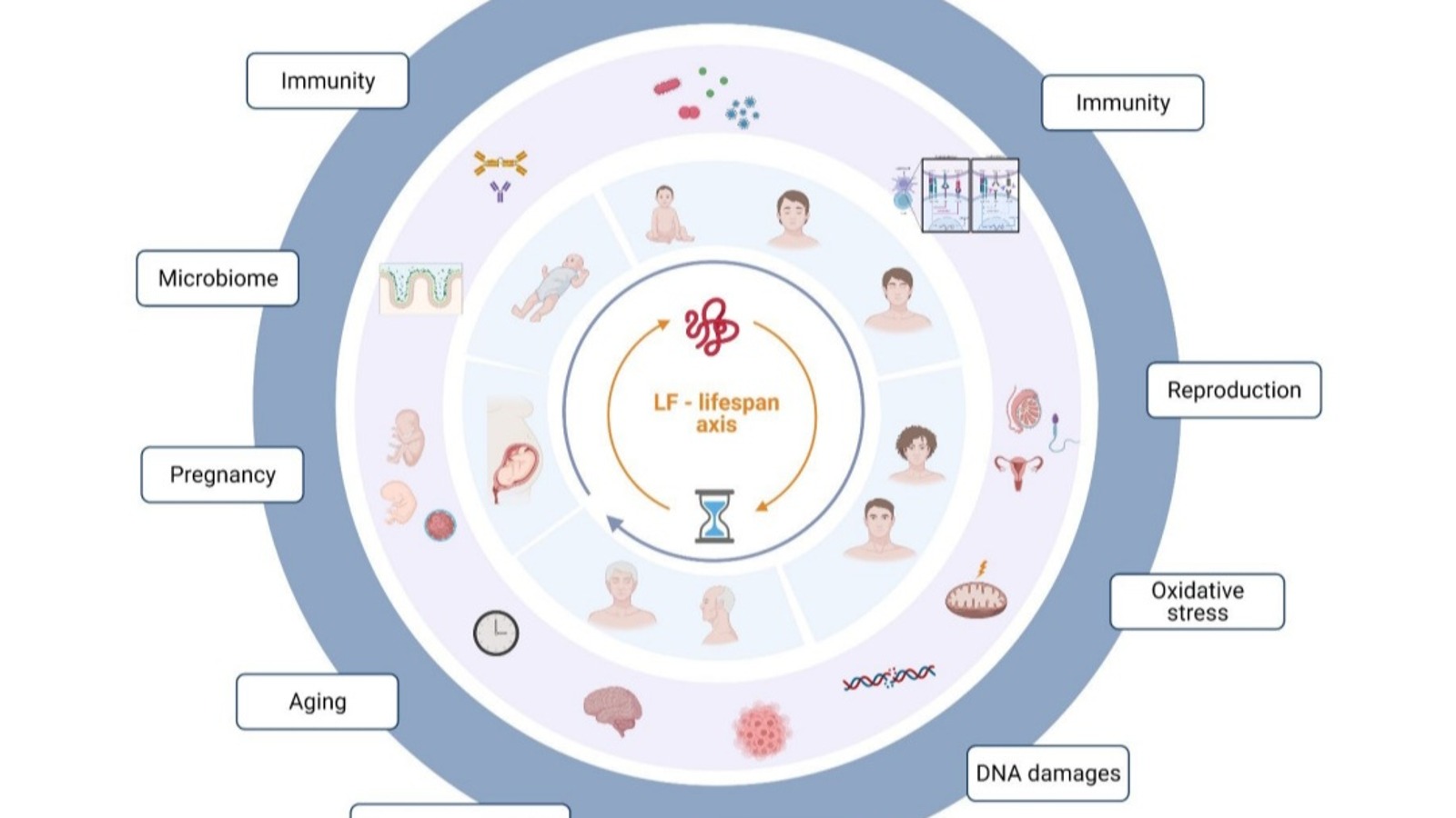 乳铁蛋白 免疫与母乳营养主题封面图